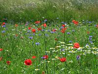 Wild flowers - Wild flowers